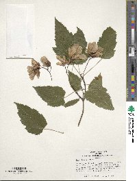 Acer tataricum subsp. ginnala image
