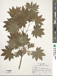 Acer japonicum image