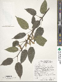 Acer davidii image