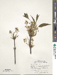 Acer sterculiaceum subsp. franchetii image