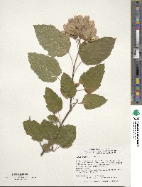 Acer tataricum subsp. ginnala image