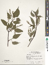 Acer davidii image