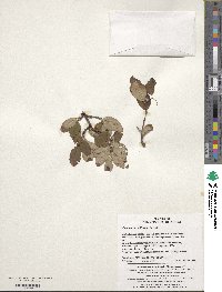 Cotoneaster wilsonii image