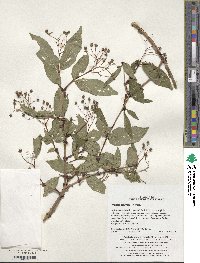 Deutzia glabrata image