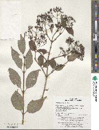 Deutzia parviflora image