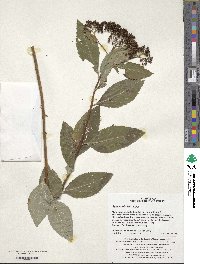 Spiraea miyabei image