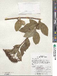 Spiraea miyabei image