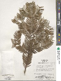 Cephalotaxus harringtonia image