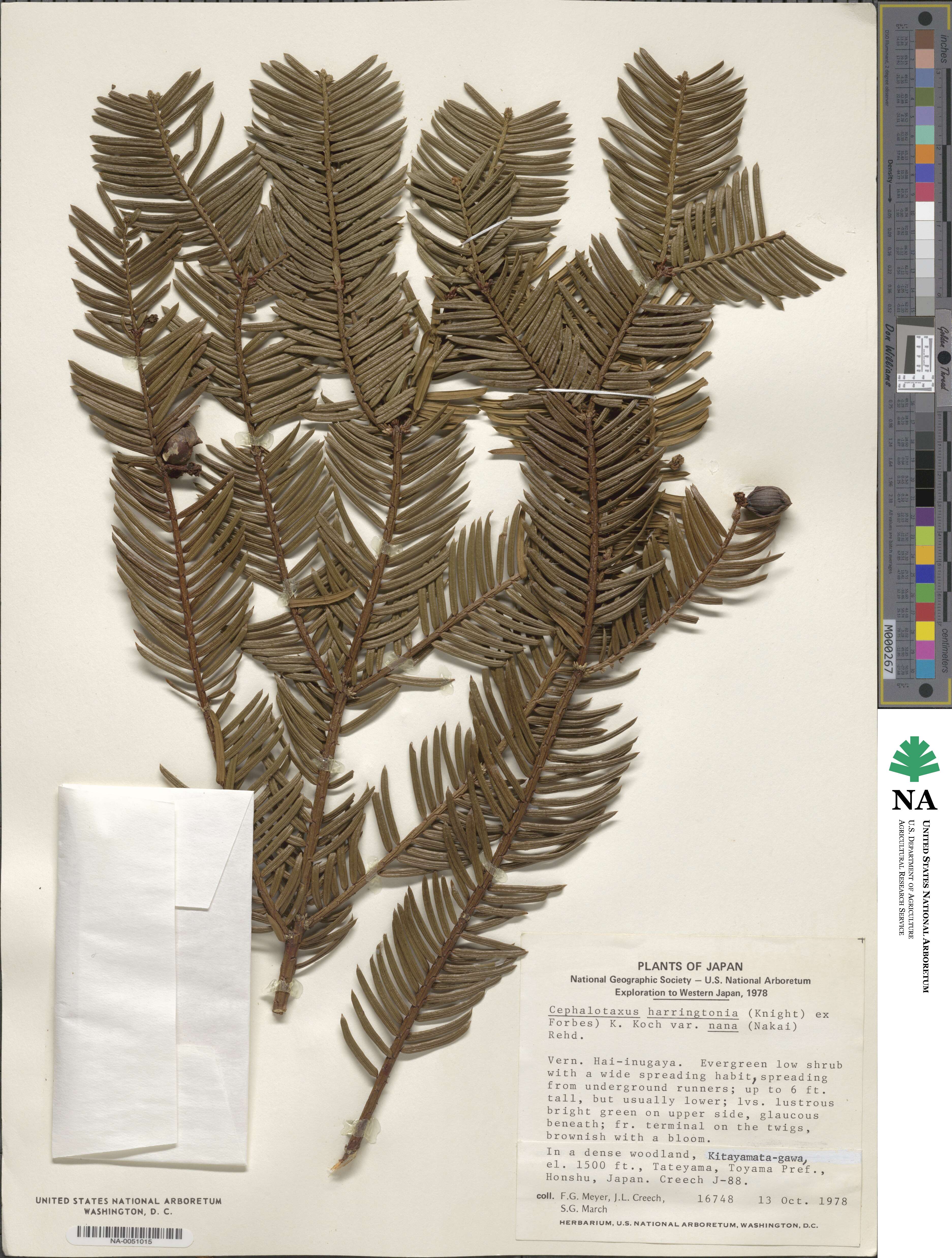 Cephalotaxus image