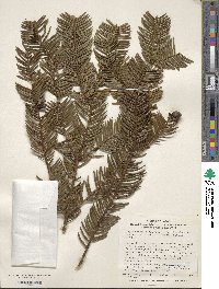 Cephalotaxus harringtonia var. nana image