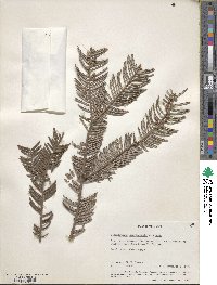 Cephalotaxus harringtonia image