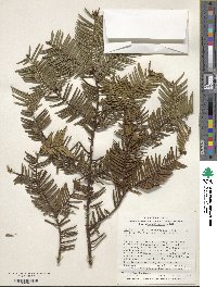 Cephalotaxus harringtonia image