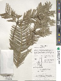 Cephalotaxus harringtonia subsp. koreana image