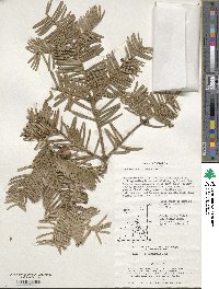 Cephalotaxus harringtonia subsp. koreana image