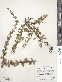 Berberis thunbergii image