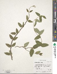 Lonicera japonica image