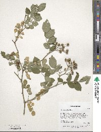 Rosa multiflora image