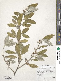 Elaeagnus umbellata image