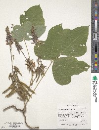 Pueraria montana image