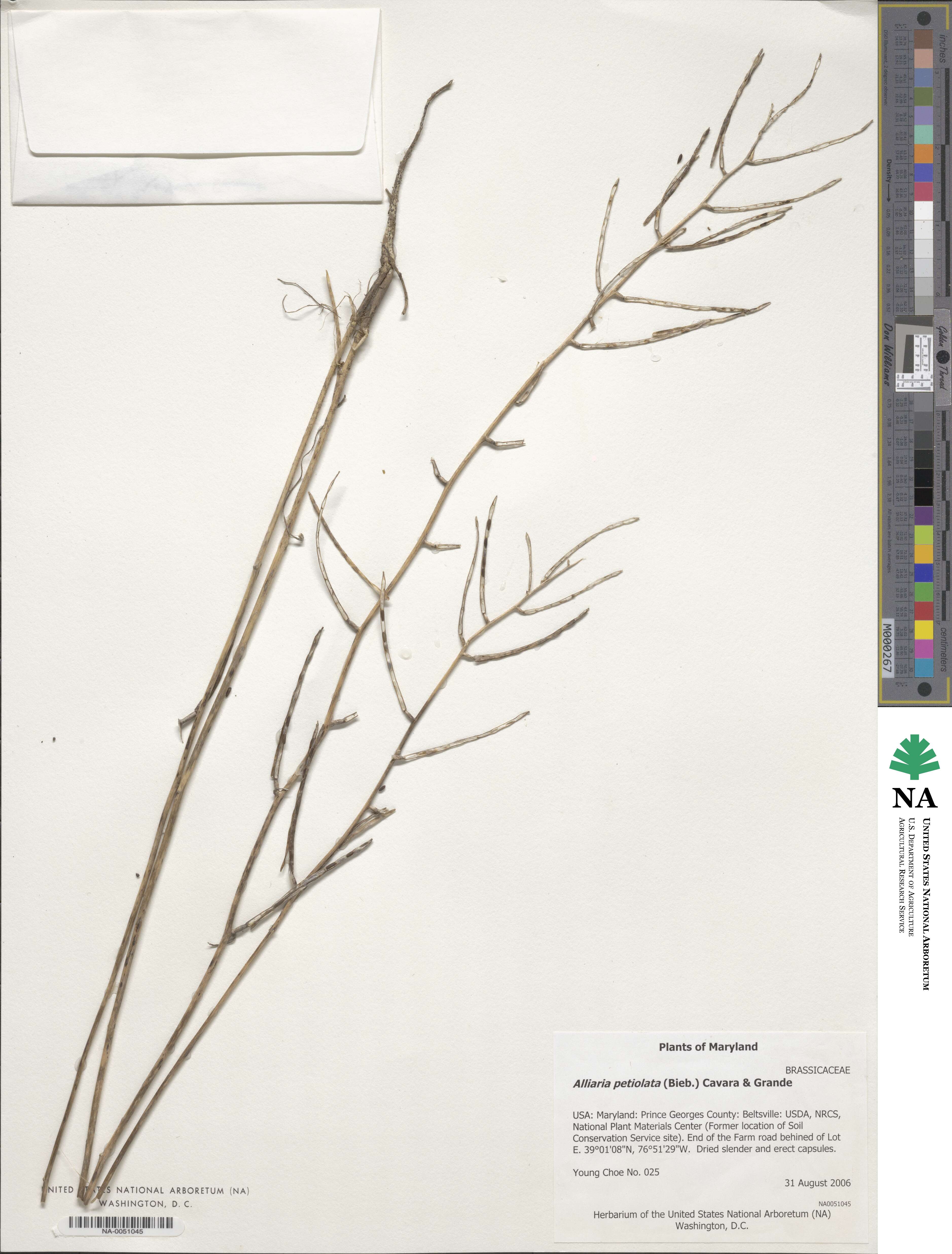 Alliaria petiolata image