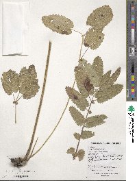 Sanguisorba officinalis image