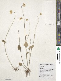 Parnassia palustris image