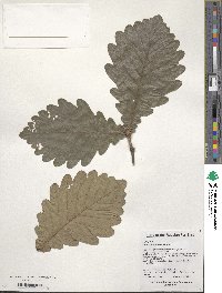 Quercus dentata image