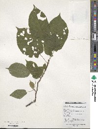 Actinidia kolomikta image