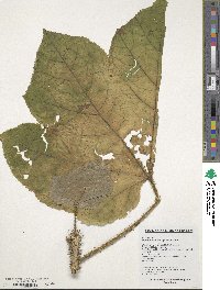 Oplopanax elatus image