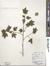 Ribes maximowiczianum image