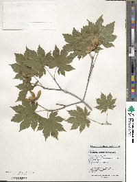 Acer pseudosieboldianum image