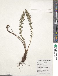 Image of Dryopteris fragrans