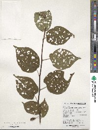 Actinidia kolomikta image