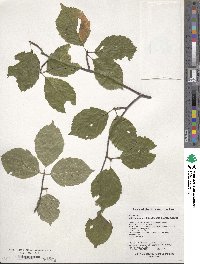 Sorbus alnifolia image