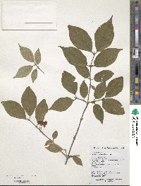 Lonicera ruprechtiana image