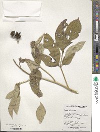 Paeonia lactiflora image