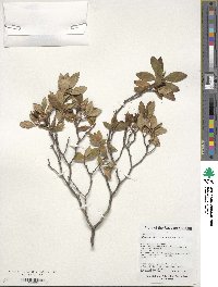 Rhododendron mucronulatum image