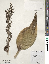 Image of Veratrum nigrum