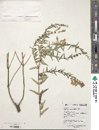 Scutellaria baicalensis image