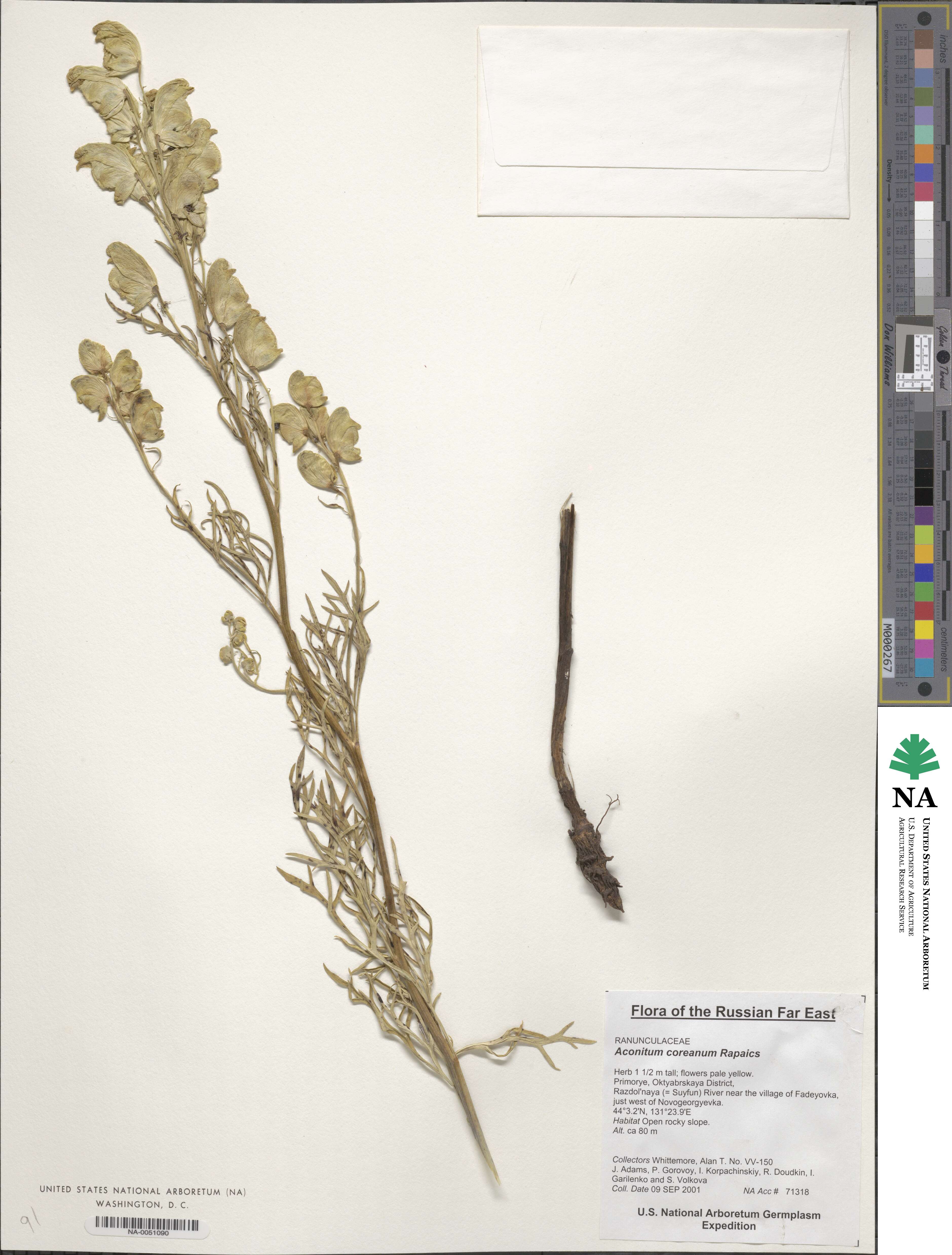 Aconitum coreanum image