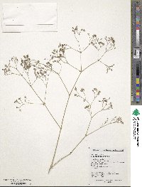 Gypsophila pacifica image