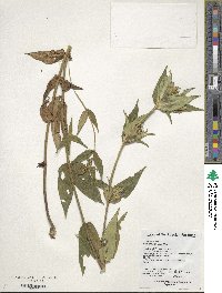 Gentiana triflora image