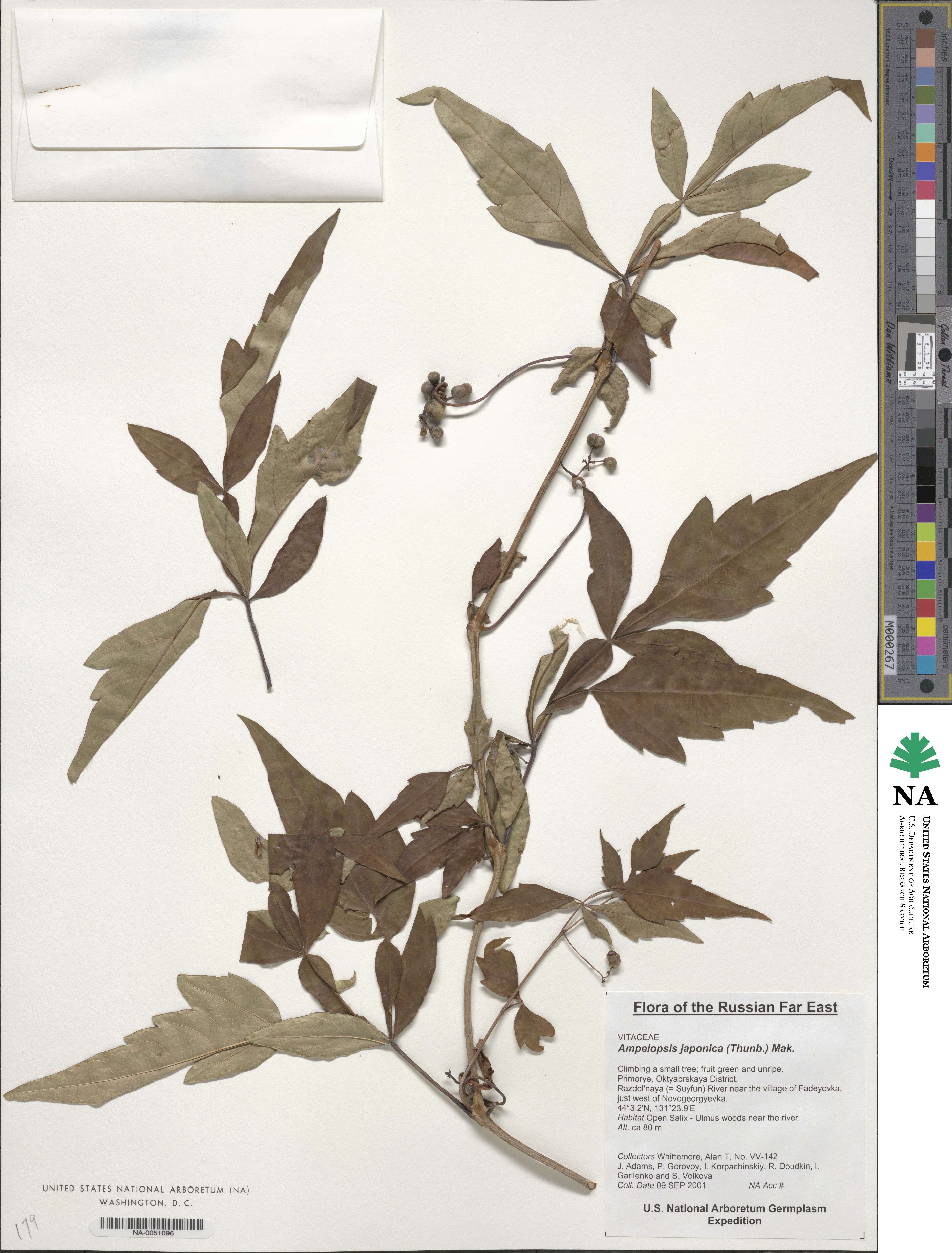 Ampelopsis japonica image