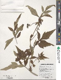 Ampelopsis japonica image