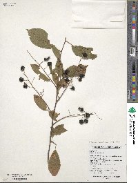 Prunus padus image