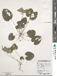 Viola variegata image