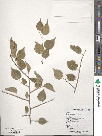 Prunus sibirica image