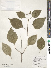 Ligustrum amurense image