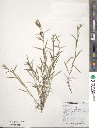 Dianthus chinensis image