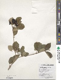 Viburnum burejaeticum image